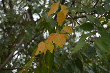 Hojas de árbol en otoño foto macro 