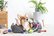 © Pixel-Shot - Cute dog with different pet accessories at home