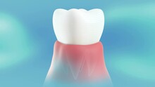 Conceptual Presentation Of A Healthy, Cured Tooth In The Gum. 360 Degree Rotation And Stop Is Looped. Perfect For A Dental Office Background, Or Business Description.