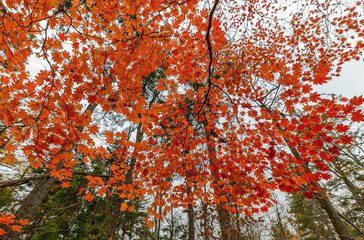 Autumn in forest - maple leaves in sunlight. Wide angle shot.