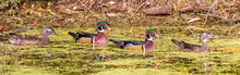 Two Male And Two Female Wood Ducks