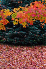 Wall Mural - Grass covered with colorful red, orange and yellow maple leaves in autumn