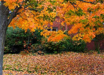 Wall Mural - Grass covered with colorful red, orange and yellow maple leaves in autumn