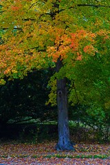 Wall Mural - Grass covered with colorful red, orange and yellow maple leaves in autumn