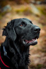 portrait of a handsome flat coated retriever