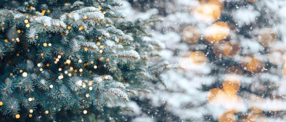 Wall Mural - christmas tree without decorations outdoor in park with bokeh, beautiful blue spruce snow fall