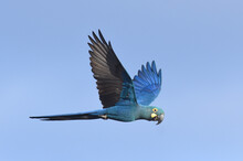 Lear's Macaw, Anodorhynchus Leari