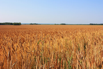 Golden ears of wheat in a field