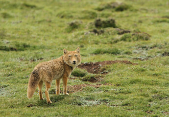 tibetan sand fox, vulpes ferrilata