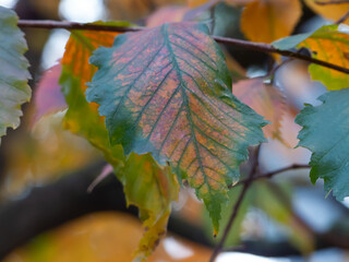 Wall Mural - autumn leaves on the tree