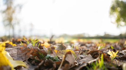 Wall Mural - Autumn foliage background on the ground