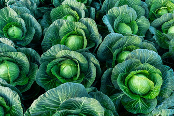 cabbage field green farm greenhouse background white