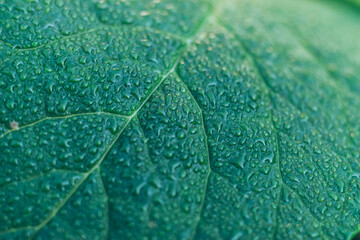 Poster - Close up Detail of a leaf plant in the garden. Beautiful Background pattern for design.
