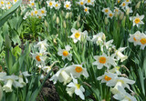 Fototapeta Tulipany - Beautiful narcissus flowers, white and yellow daffodils are blooming in the flowerbed in spring. Daffodils background.