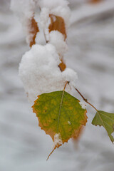 Wall Mural - autumn leaves in the snow