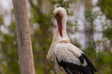 Storks in spring in Aiguamolls De L'Emporda Nature Reserve, Spain