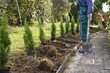 Farmer digs holes to plant young decorative trees in the garden