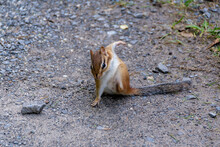 A Cute Chipmunk Is Caught Cleaning Itself On A Walking Path In Hog's Back Park In Ottawa, Ontario's Capital City, On A Summer Day.