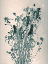 Wild Flowers. Daguerreotype Style. Film Grain. Vintage Photography. Botanical Negative X-rays Scan. Canvas Texture Background. Vintage, Conceptual, Old Retro Aged Postcard. Sepia, Beige, Grey, Brown