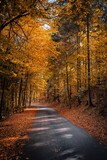 Fototapeta Natura - Jesień droga przez las