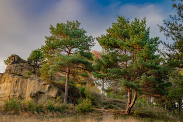 Two pine trees and a rock