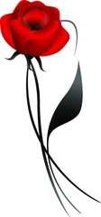 Wall Mural - Red rose on a white background.