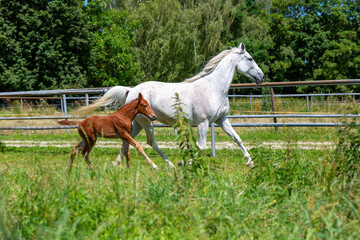 Wall Mural - Portrait of a trotting horse on a meadow