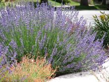 Lavender Plant In Full Bloom