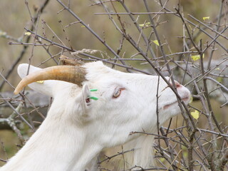 goat on the farm