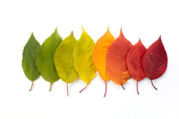 Autumn leaves rainbow color gradient. Autumn season change concept.