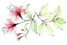 Watercolor Drawing Set Of Transparent Flowers And Leaves. Transparent Pink Tropical Flower, Hibiscus And Green Tropical Leaves. Collection Of Elements Isolated On White Background. Tropical Clip Art