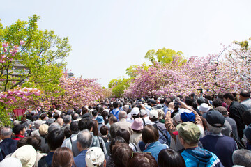 Wall Mural - 造幣局桜の通り抜け