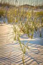 Sand Dunes And Grass