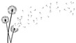 Dandelion time background. The wind inflates a dandelion. Black silhouette with flying dandelion buds on a white. Hand drawn flying blow dandelion buds