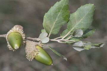 quercus suber cork oak tree of humid mediterranean climate produces acorns that feed pigs and cows o