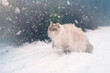 Kot syberyjski w zimowej aurze
