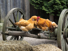 OLYMPUS DIGITAL CARooster And Hens In The Farmyard On A Wooden Cart. Rural Life Scenes On The Farm