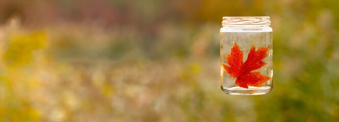 Wall Mural - maple leaf in a bottle. panoramic view of maple leaf in a bottle on colorful background. signs of autumn image.	
