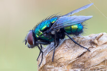 Extreme Close Up Of A Green Bottle Fly On A Flower Bud.