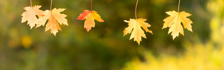 Wall Mural - panoramic view of red maple leaves. panoramic view of maple leaf on colorful background	