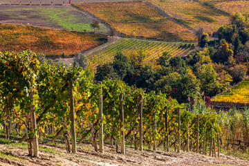 Wall Mural - Vineyards on the hills of Langhe in Northern Italy.