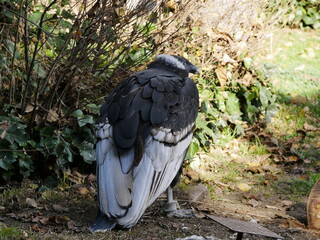 aves