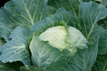 Late  White Cabbage In Raindrops