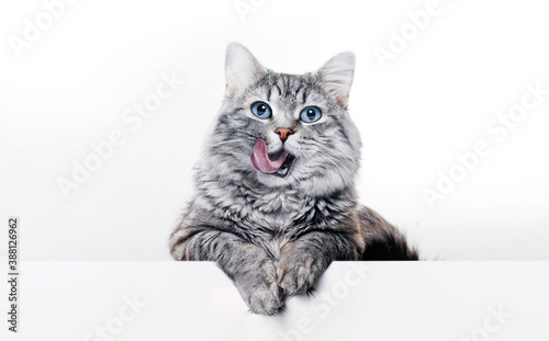 Cuadros en Lienzo Funny large longhair gray kitten with beautiful big blue eyes lying on white table