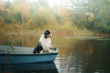 Wall Mural - dog in a boat, autumn mood. Tricolor australian shepherd in nature