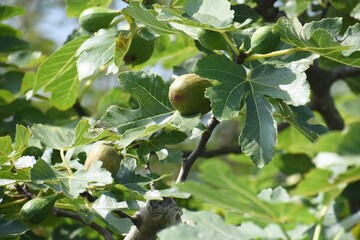 Wall Mural - Fig fruits / Moraceae deciduous tree