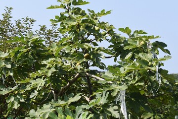 Poster - Fig fruits / Moraceae deciduous tree