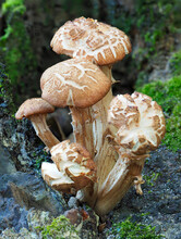 Close-Up Focus Stacked Image Of A Mature Honey Mushroom On A Oak Stump