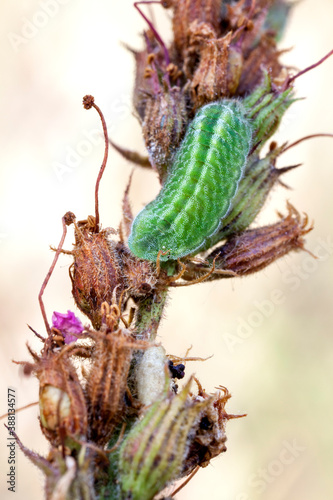 Fotografía close up of a gossamer winged butterfly larva