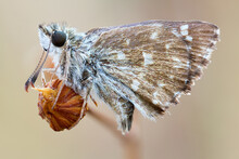 Extreme Close Up Of A Grizzled Skipper Butterfly On A Wild Plant Bud.